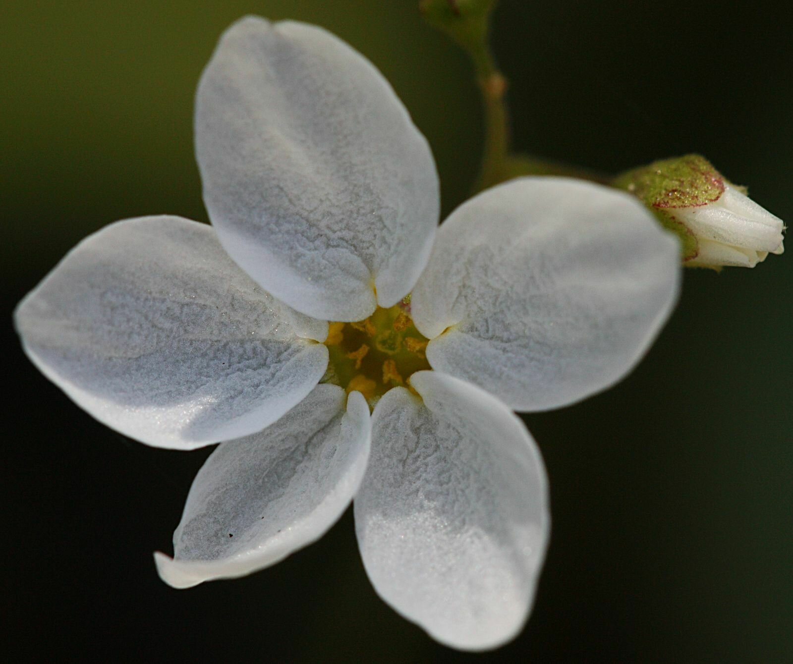 High Resolution Lithophragma cymbalaria Flower